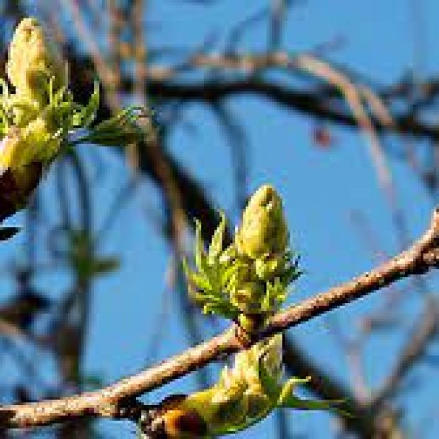 Spring/Summer SCAVENGER HUNT!